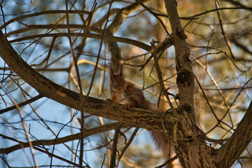 A ginger squirrel sits on a branch in the shade of a forest tree and amusingly cleans its fur leg.