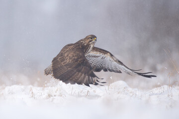 Ptak myszołów w zimie © M