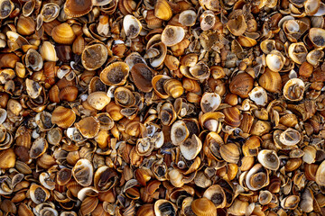 A large number of seashells on the beach