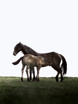 Two black horses in the field.