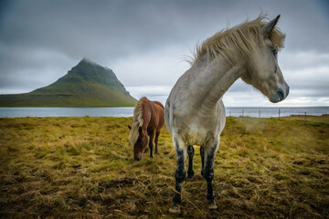 Fototapeta na wymiar Icelandic Horses