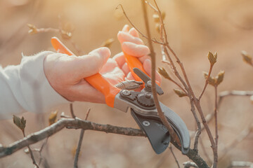 Female gardener cutting branches in cherry fruit orchard with pruning shears