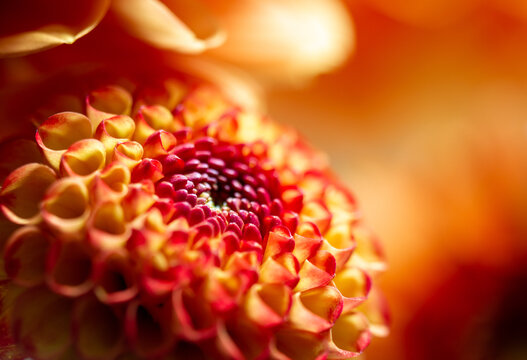 Dahlia macro
