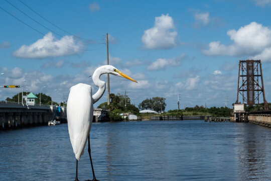 Great white Egret bird resting on the pier near St. Lucie River, Downtown historic Stuart, Florida.