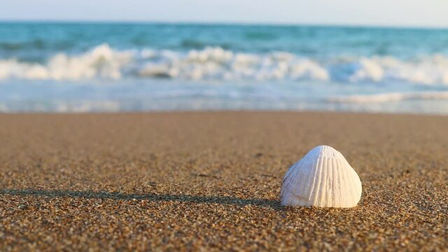 White seashell on the sandy beach and sea waves on a sunny summer day. Beach vacation concept