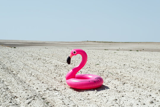 pink flamingo on the desert