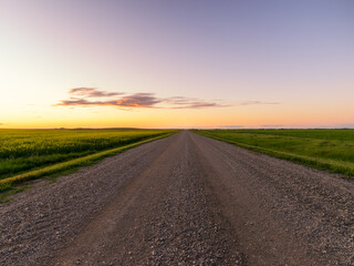empty ranch road go through canola field