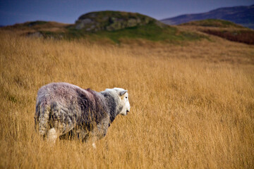 Herdwick sheep grazing on the grassy hills of Cumbria, England