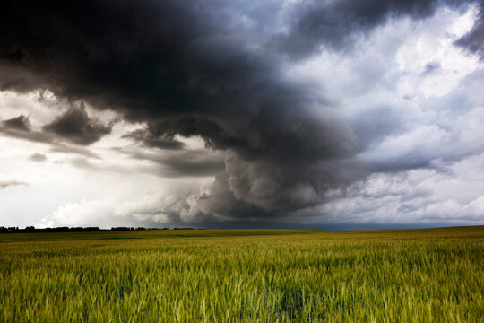 Summer storm over a farmers crop.