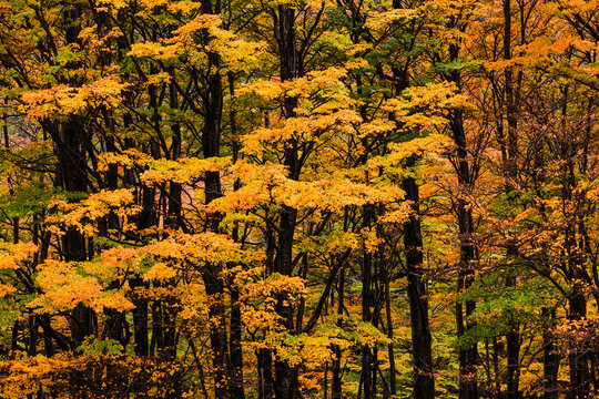 Yellow Fall Foliage