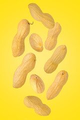 Falling down peanut in shell isolated on yellow