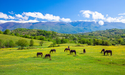 Fototapeta na wymiar Beautiful horses on green meadow