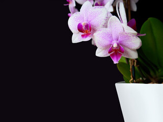 Close-up pink spotted orchid,green leaves in white pot on side,dark background.Beautiful flower,trendy banner,large copy space,soft focus.Home floriculture concept,flower breeding,life decoration