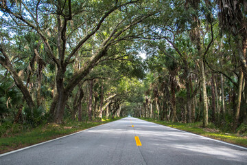 Drive through the banyan trees at the tunnel of trees in Florida, lonely road, tree lined highway © researchdiva