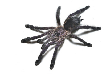 Closeup of the Ecuador purple pinktoe tarantula Avicularia cf. purpurea (Araneae: Theraphosidae), an arboreal spider photographed on white background.