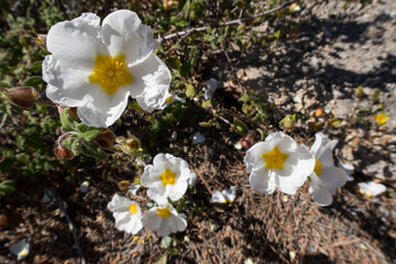Cistus monspeliensis