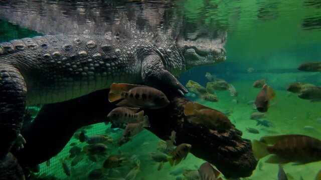 Fish swim under water near a large crocodile.