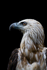 portrait of a Philippine Eagle in captivity.