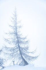 Winter landscape with bare tree in the fog and a lot of snow