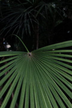 Green Leaf in Botanic Garden