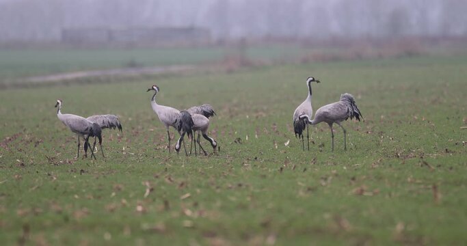 groupe de grue cendr&eacute;e (grus grus) se nourrissant dans un champ