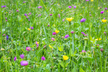 A soft focus grassy meadow of flowers