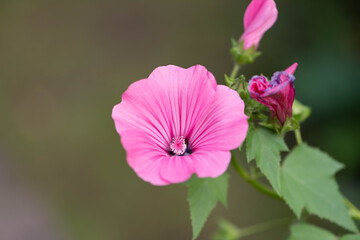 Hibiscus flower in a garden. The pink flower close up.	
