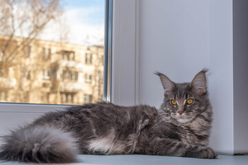 The cat on a windowsill. The beautiful gray maine coon with tassels on the ears is posing.	
