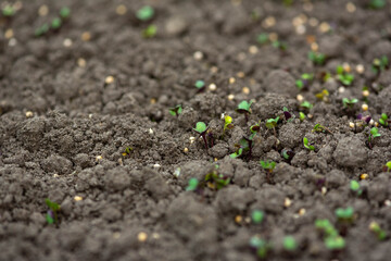 Soil in the ground. Young plant in soil. Macro / micro photography. Mustard sprout in soil close -...