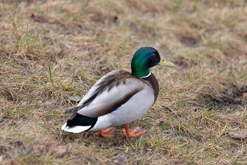 wild duck