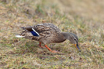 wild duck