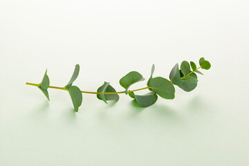 Eucalyptus twig on green background.