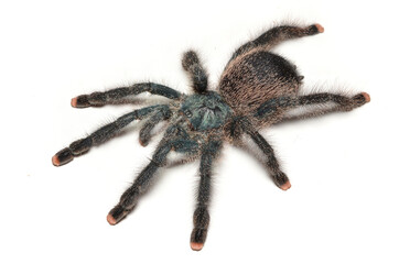 Closeup of the common pinktoe tarantula Avicularia avicularia, possibly morphotype 6 (Araneae: Theraphosidae), from Suriname (Eilerts de Haan), photographed on white background.