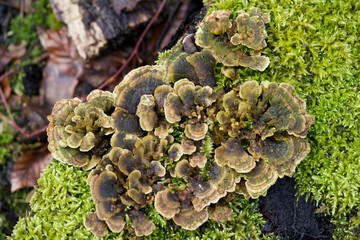 Mushrooms on tree trunk surrounded by moss, Zurich, Switzerland.