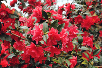 Red Camellia 'Freedom Bell'  in flower