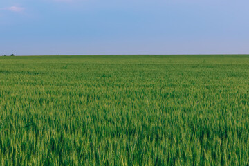 beautiful nature. field of winter wheat. summer evening.