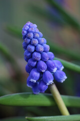 Extreme close up of a single blue Muscari armeniacum flowerhead in a natural outdoor setting. Also known as Grape Hyacinth