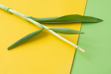 a tulip stem with leaves without petals on a yellow background.