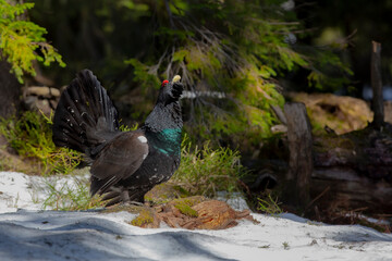 Capercaillie (Tetrao urogallus) male in the central european forest
