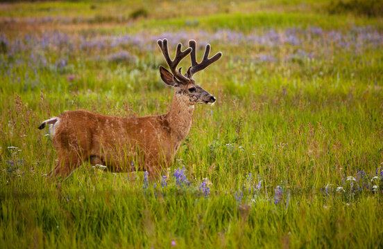 A deer walks across the prairies.