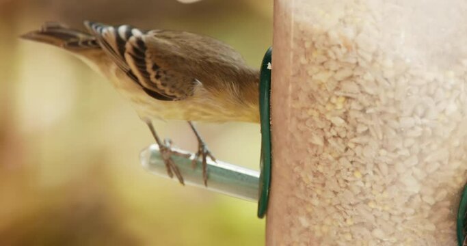 Small bright sparrow at bird feeder with blurry green garden background. Wild bird with contrast feathers is feeding on pole. Wildlife 4K. Close up cute vibrant yellow feathered bird slow motion