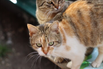 Obraz premium cat in the garden