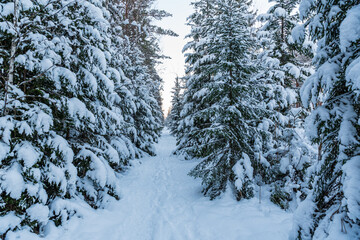 Fototapeta na wymiar fine pine branches snowed with snow