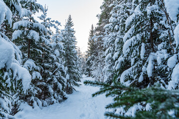 fine pine branches snowed with snow