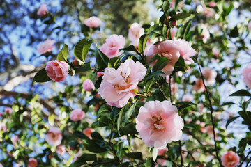 Fototapeta na wymiar Pink Camellia 'Felice Harris' in flower