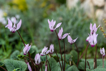 Obraz premium Wild pink cyclamens that grow like weeds in Kiryat Tivon, Israel