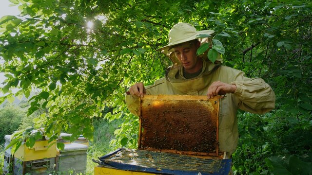 The beekeeper opens the hives and checks the frames with honey.