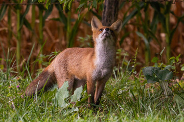 Renard aux aguets