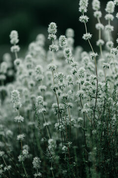 thyme wild plant details