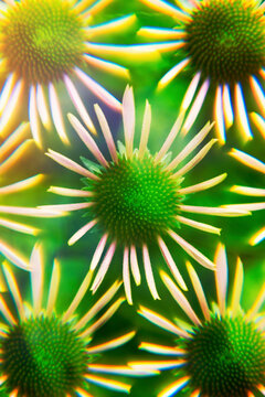 Young echinacea